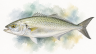 Australian-Salmon