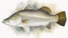 Barramundi