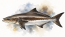 Cobia