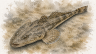 Dusky-Flathead-1