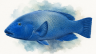 Eastern-blue-groper