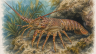 Eastern-rock-lobster