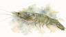Eastern-school-prawn
