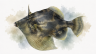 Fan-bellied-leatherjacket