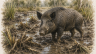 Feral-Pig