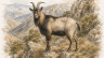 Feral-goat