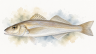 King-George-Whiting