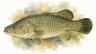 Murray-cod