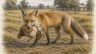 Red-Fox