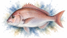 Snapper