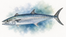 Spanish-Mackerel