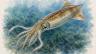 Squid-1