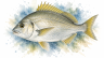 Yellowfin-bream